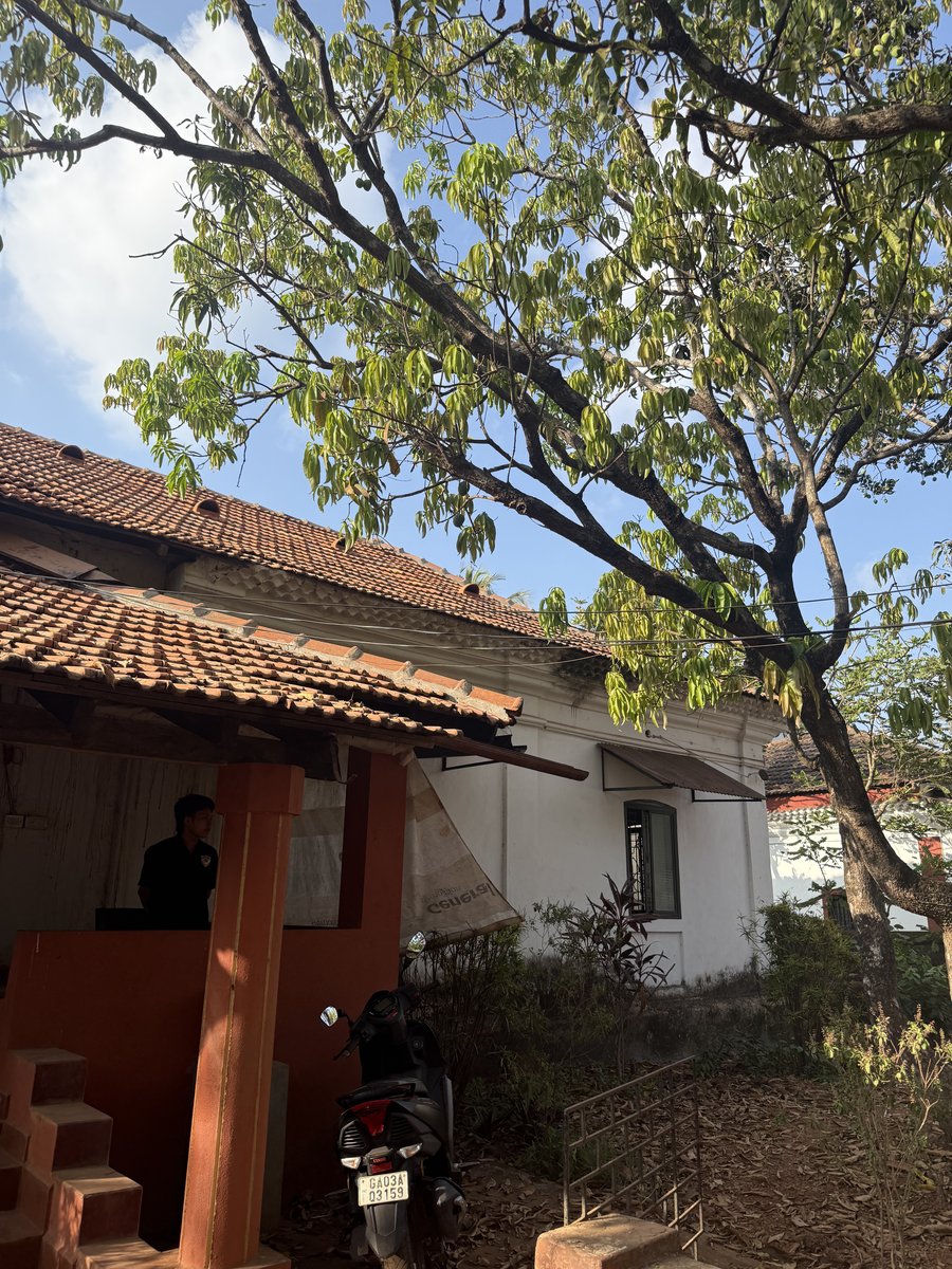 Portuguese cottage roof and lush canopy